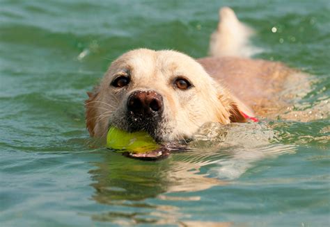 Can Dogs Swim in the Ocean: A Multi-Perspective Exploration